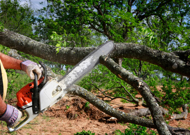 Best Lawn Mowing  in Cleora, OK